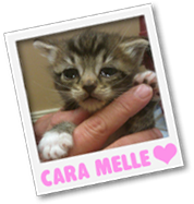 Cara