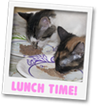 Lunch Time