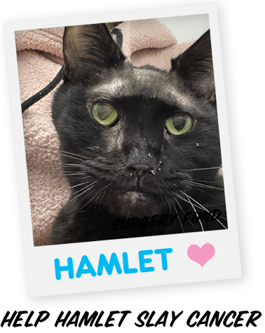 Pom Pom Needs Surgery