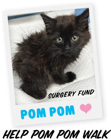 Pom Pom Needs Surgery