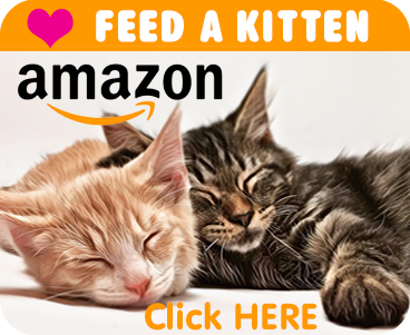 Feed a Kitten