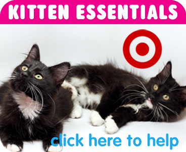 Target Kitten Essentials