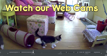 LIVE WEB CAMS